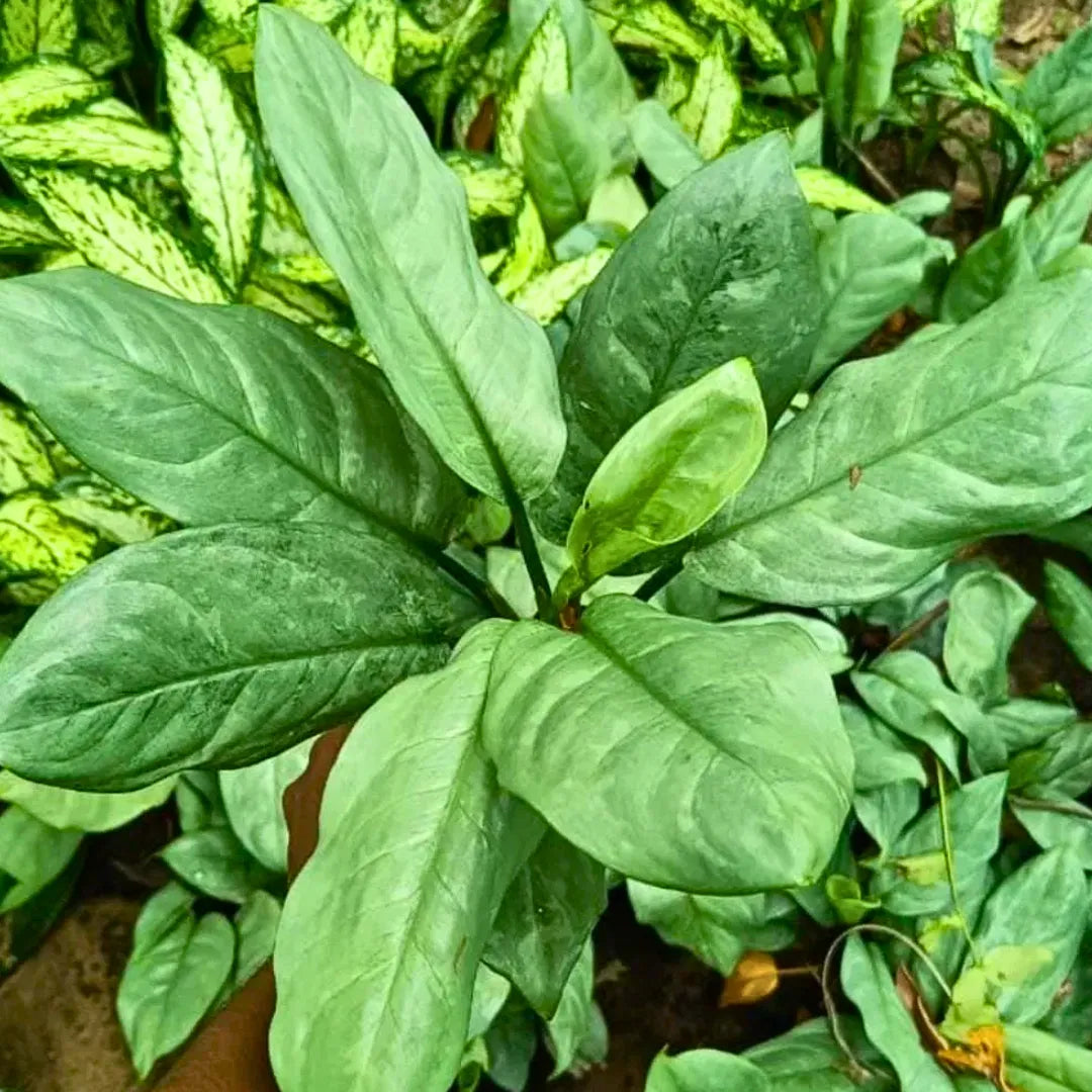 silver dieffenbachia Dieffenbachia Silver Blue Steel