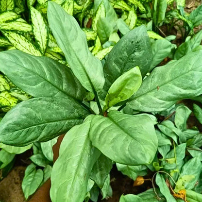 Buy Dieffenbachia Silver Blue Steel - Plant Online at Lalitenterprise