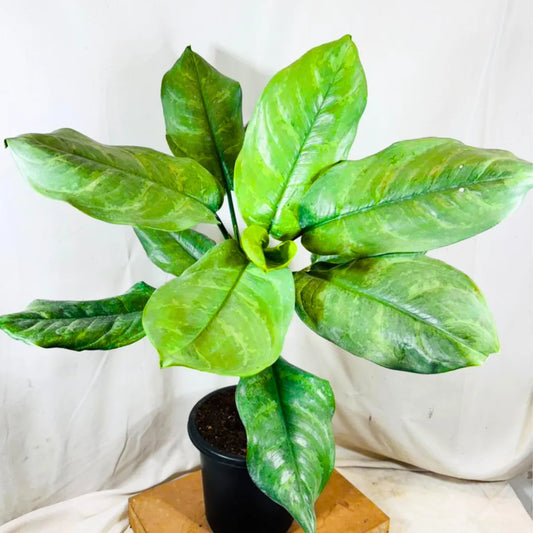 Buy Dieffenbachia Silver Blue Steel - Plant Online at Lalitenterprise