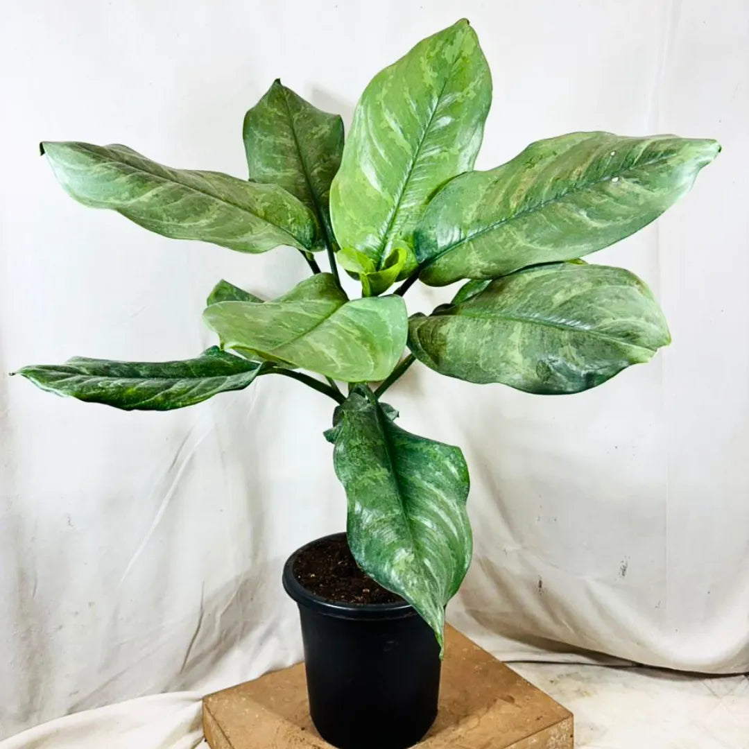 Buy Dieffenbachia Silver Blue Steel - Plant Online at Lalitenterprise
