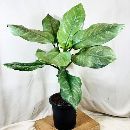 Buy Dieffenbachia Silver Blue Steel - Plant Online at Lalitenterprise