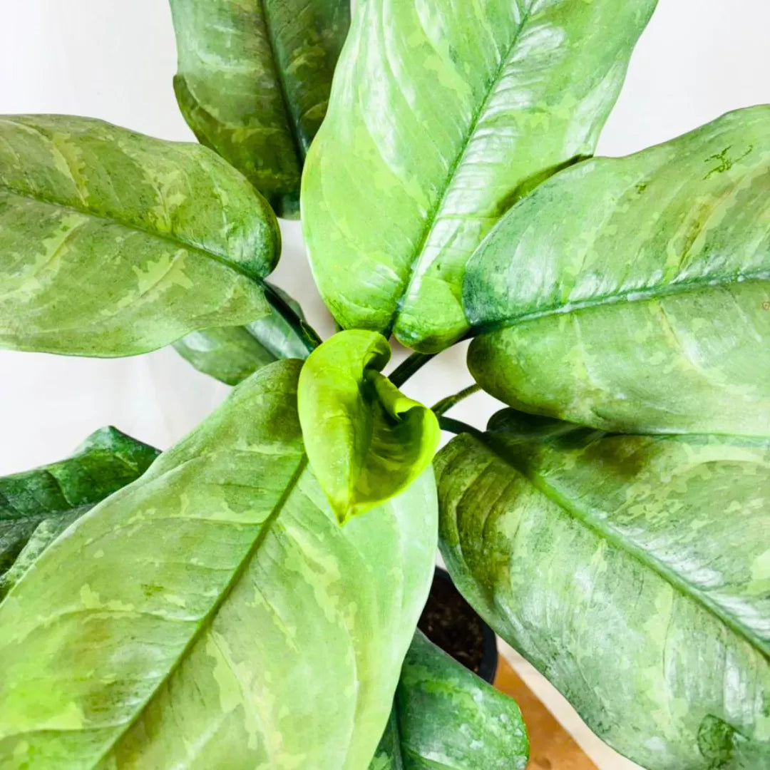 Buy Dieffenbachia Silver Blue Steel - Plant Online at Lalitenterprise