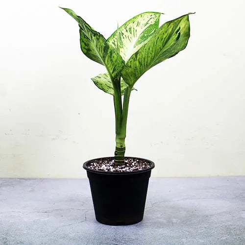 Buy Dieffenbachia Tiger 'Mary' - Plant Online at Lalitenterprise