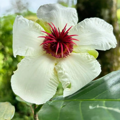 Buy Dillenia Philippinensis (Katmon) - Plant Online at Laliteterprise