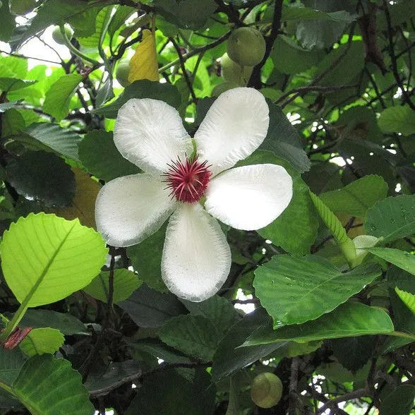 Buy Dillenia Philippinensis (Katmon) - Plant Online at Laliteterprise
