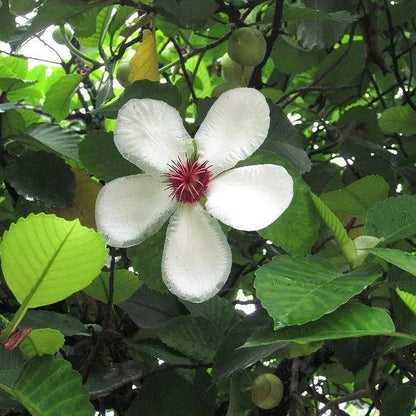 Buy Dillenia Philippinensis (Katmon) - Plant Online at Laliteterprise