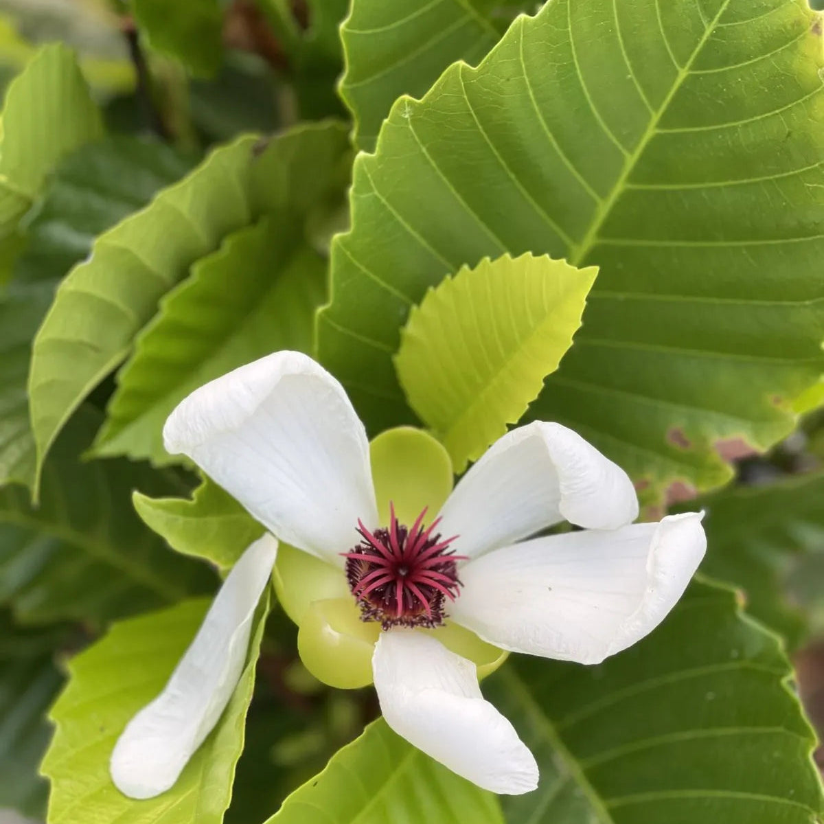 Buy Dillenia Philippinensis (Katmon) - Plant Online at Laliteterprise
