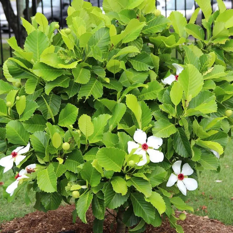 Buy Dillenia Philippinensis (Katmon) - Plant Online at Laliteterprise