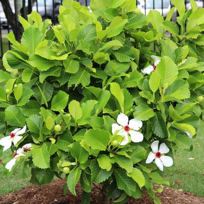 Buy Dillenia Philippinensis (Katmon) - Plant Online at Laliteterprise