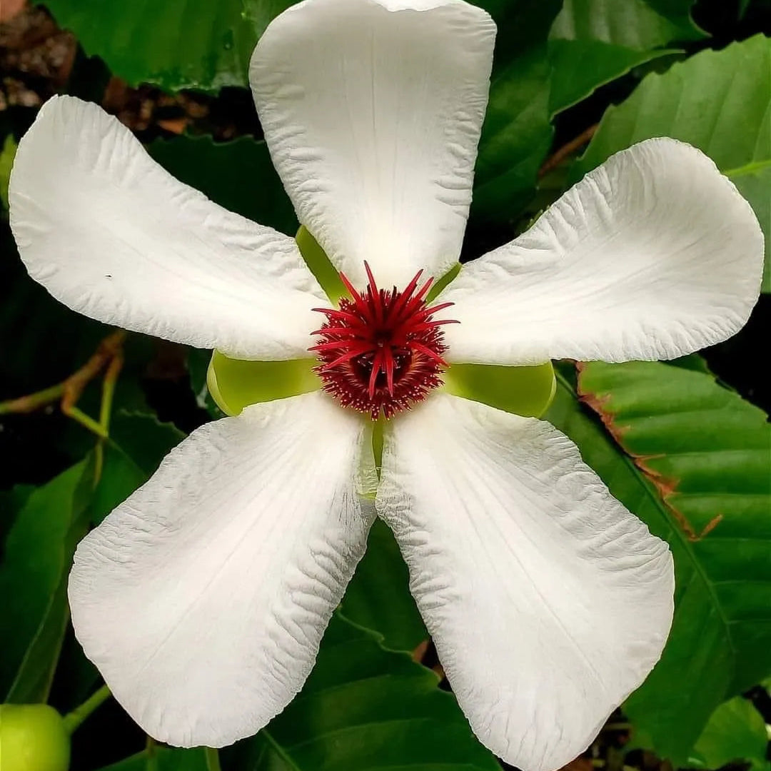 Buy Dillenia Philippinensis (Katmon) - Plant Online at Laliteterprise