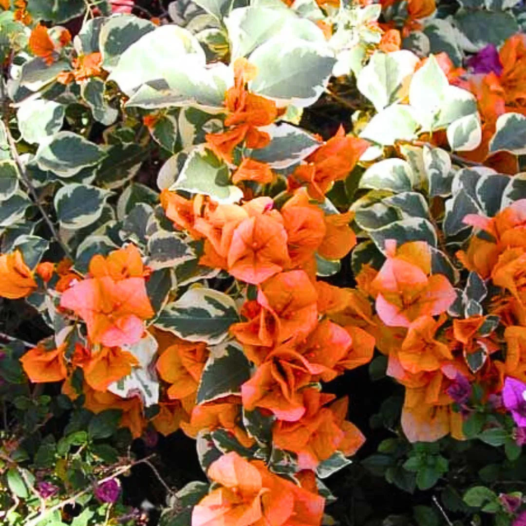 Buy Doctor Rao Bougainvillea - Plant Online at Lalitenterprise