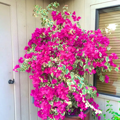 Buy Doctor Rao Bougainvillea - Plant Online at Lalitenterprise