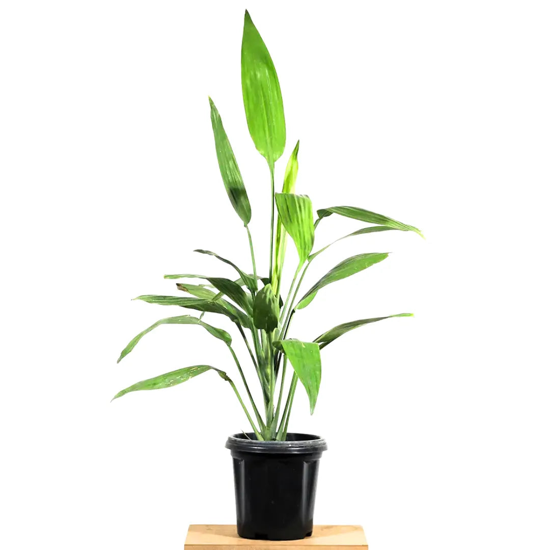 Buy Dracaena Aubryana (Lance Dracaena) - Plant Online at Lalitenterprise