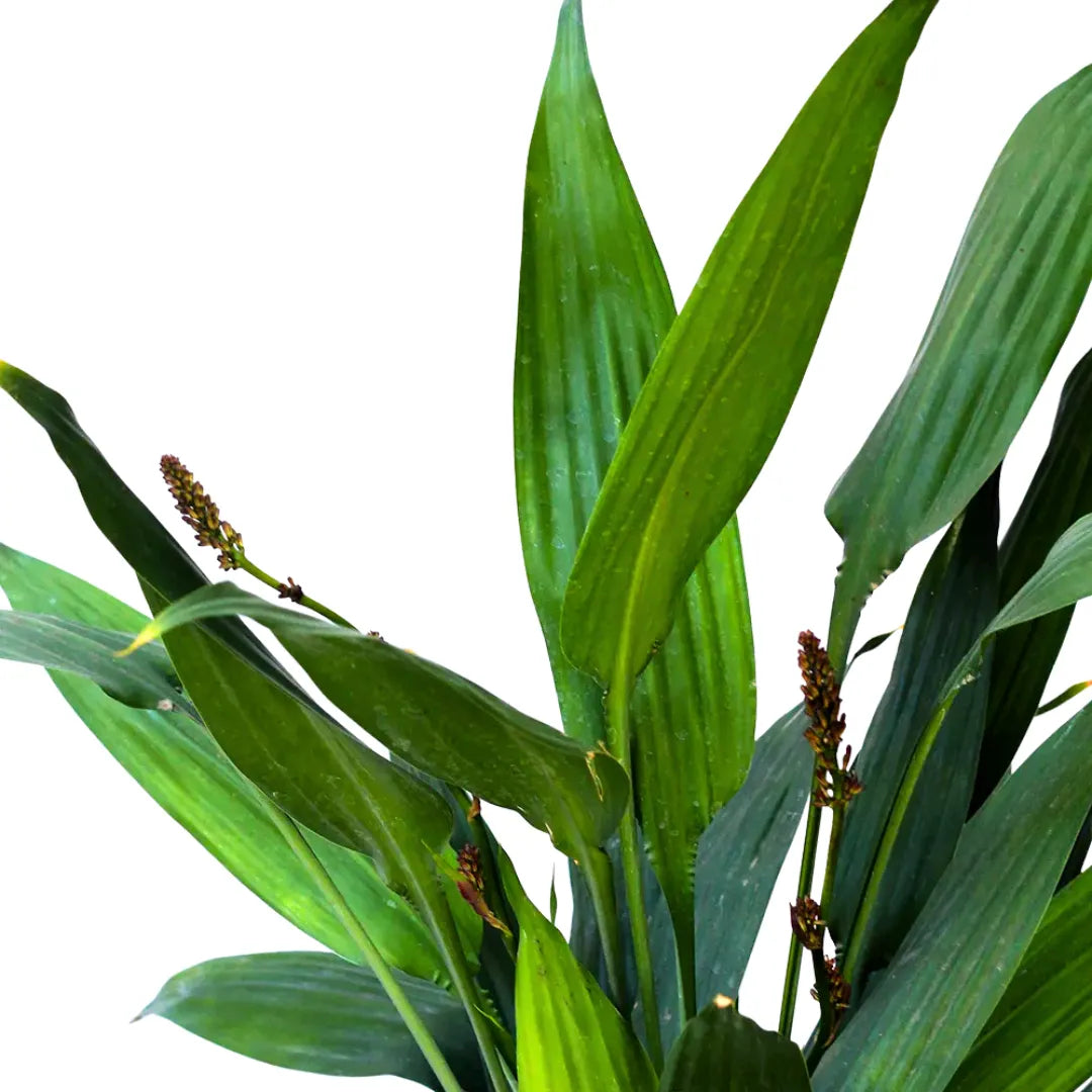 Buy Dracaena Aubryana - Plant Online at Lalitenterprise