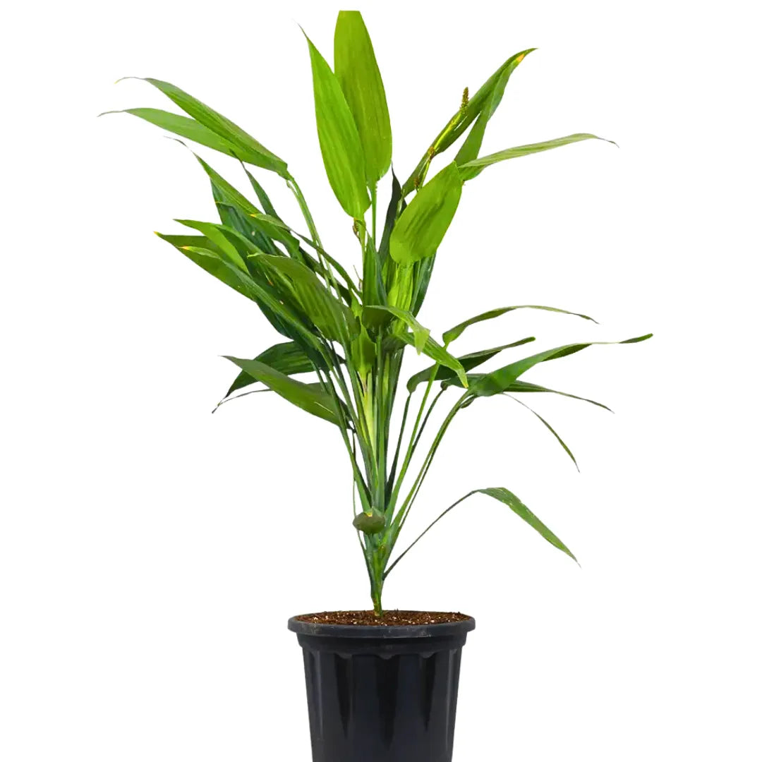 Buy Dracaena Aubryana (Lance Dracaena) - Plant Online at Lalitenterprise