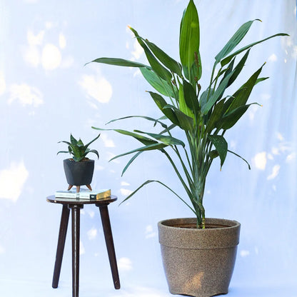 Buy Dracaena Aubryana (Lance Dracaena) - Plant Online at Lalitenterprise