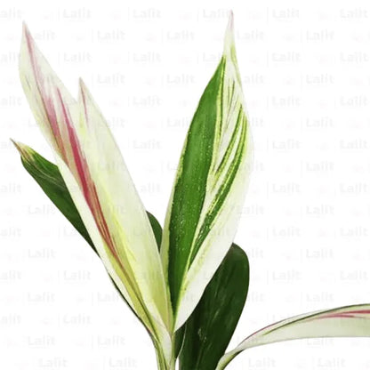 Buy Dracaena Baby Doll - Plant Online at Lalitenterprise