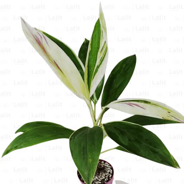 dracaena bebe Dracaena Baby Doll (Cordyline Fruticosa)