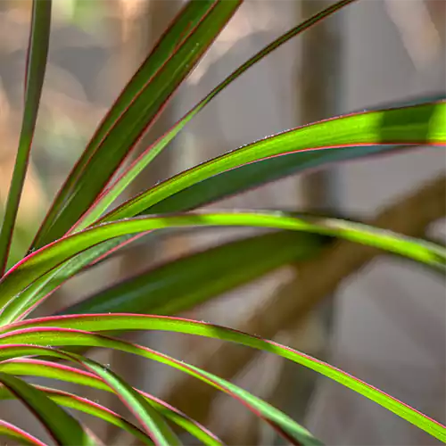 dracaena colorama red Dracaena Colorama Red
