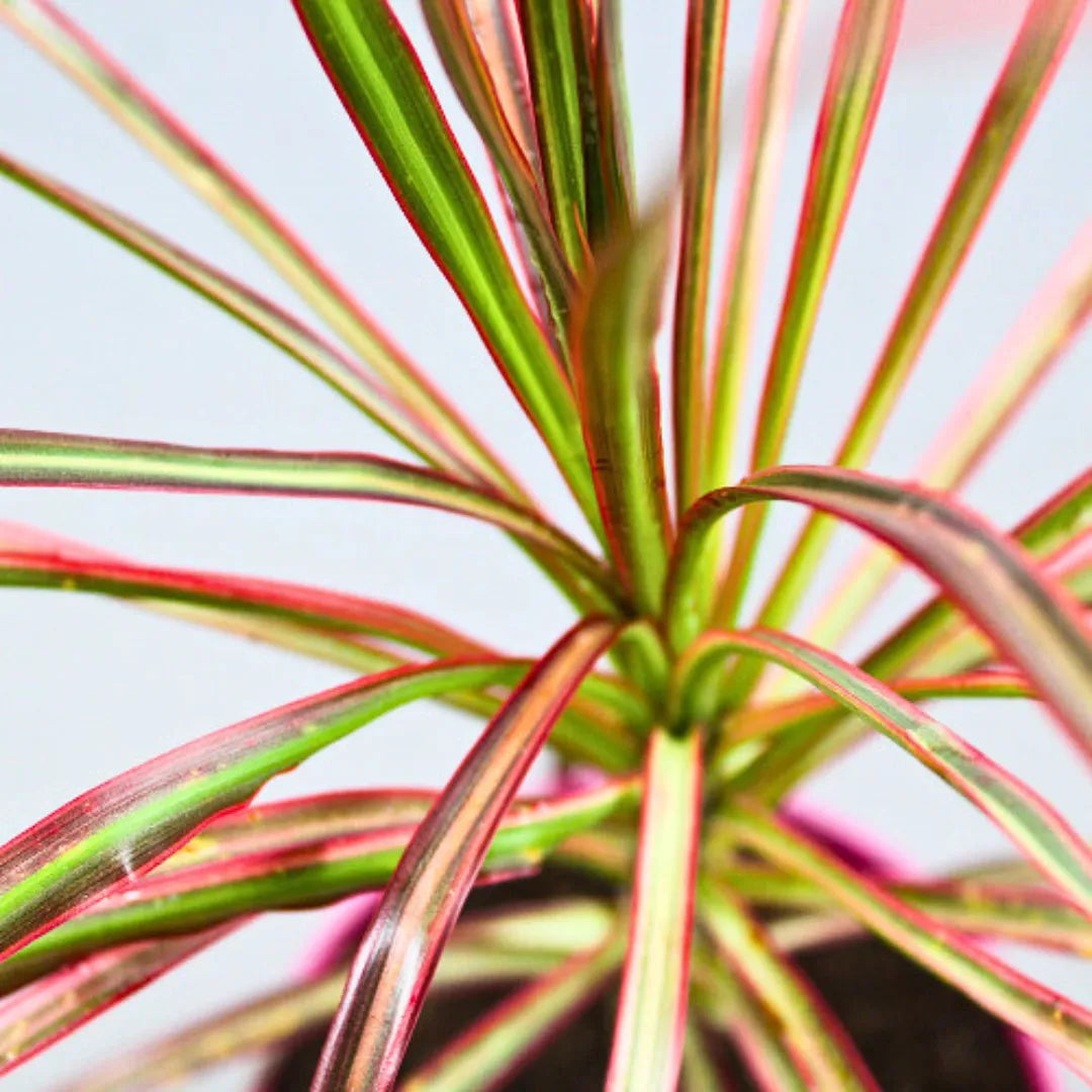 dracaena multicolor Dracaena Colorama Red