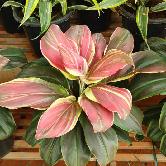 Buy Dracaena Cordyline Fruticosa 'Burlesque' (Pink kedarnath Dracaena) - Plant Online at Lalitenterprise