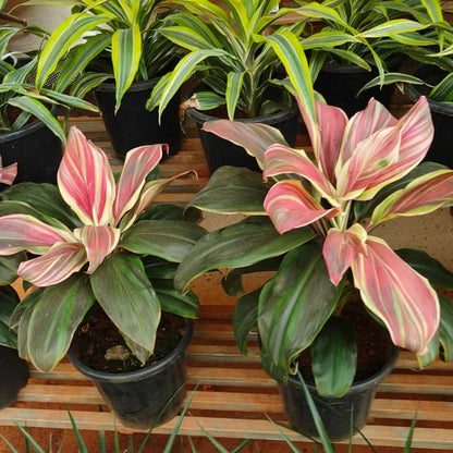 Buy Dracaena Cordyline Fruticosa 'Burlesque' (Pink kedarnath Dracaena) - Plant Online at Lalitenterprise