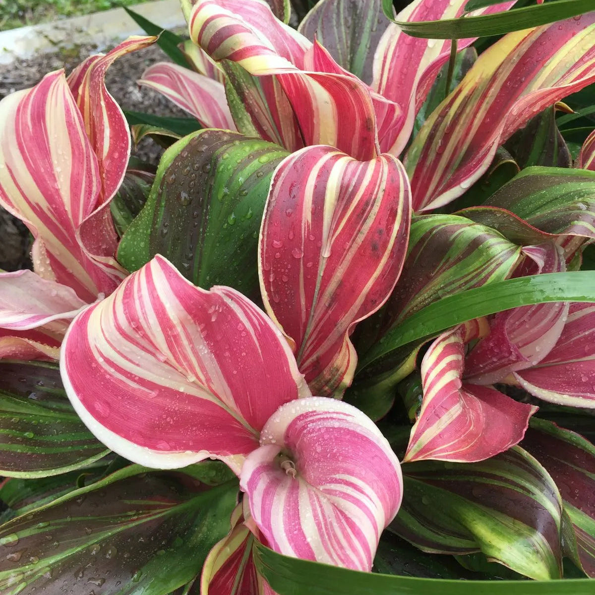 Buy Dracaena Cordyline Fruticosa 'Burlesque' (Pink kedarnath Dracaena) - Plant Online at Lalitenterprise