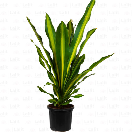 Buy Dracaena Dara Singh | Corn Pant Online at Lalitenterprise