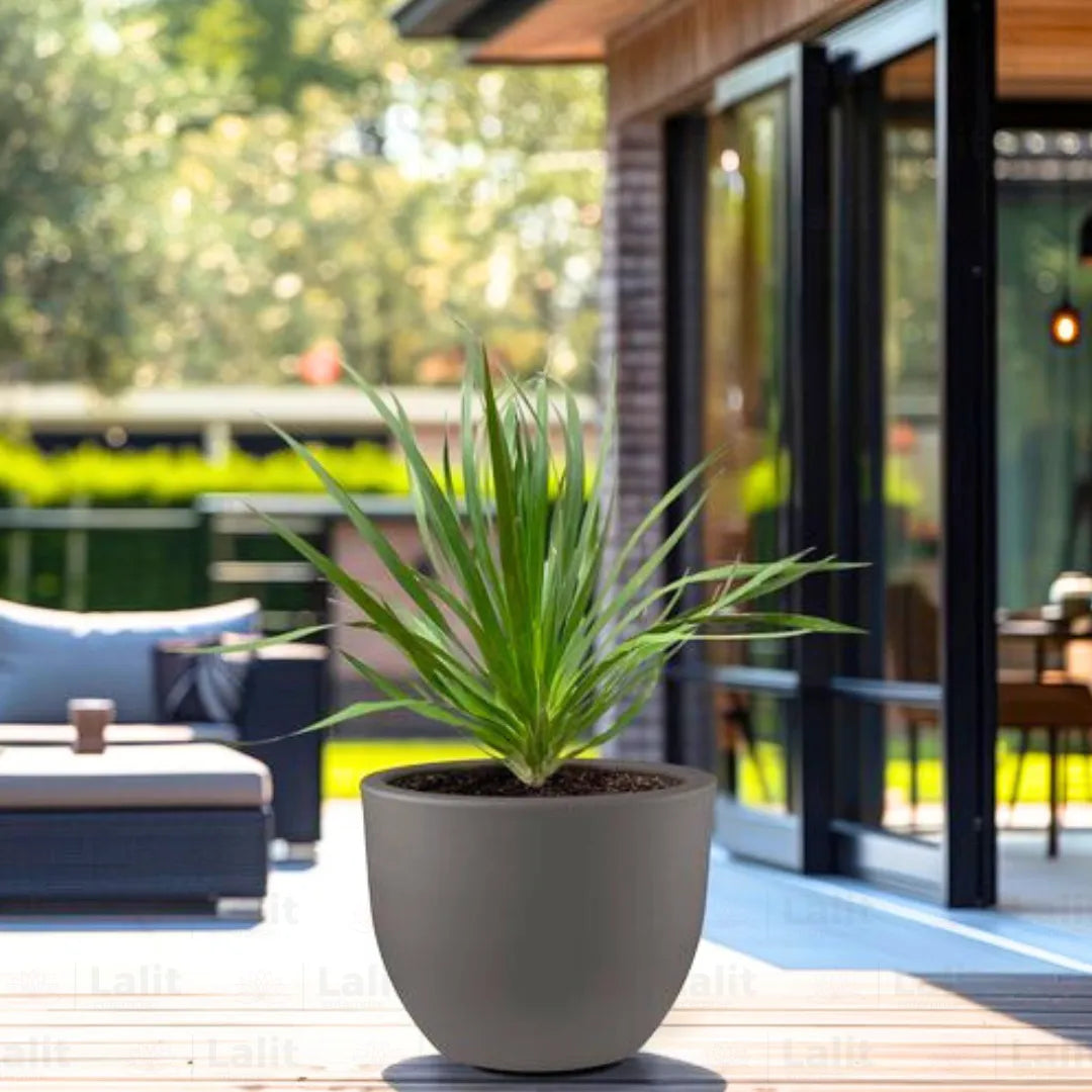 Buy Dracaena Draco "Dragon Tree" - Plant Online at Lalitenterprise