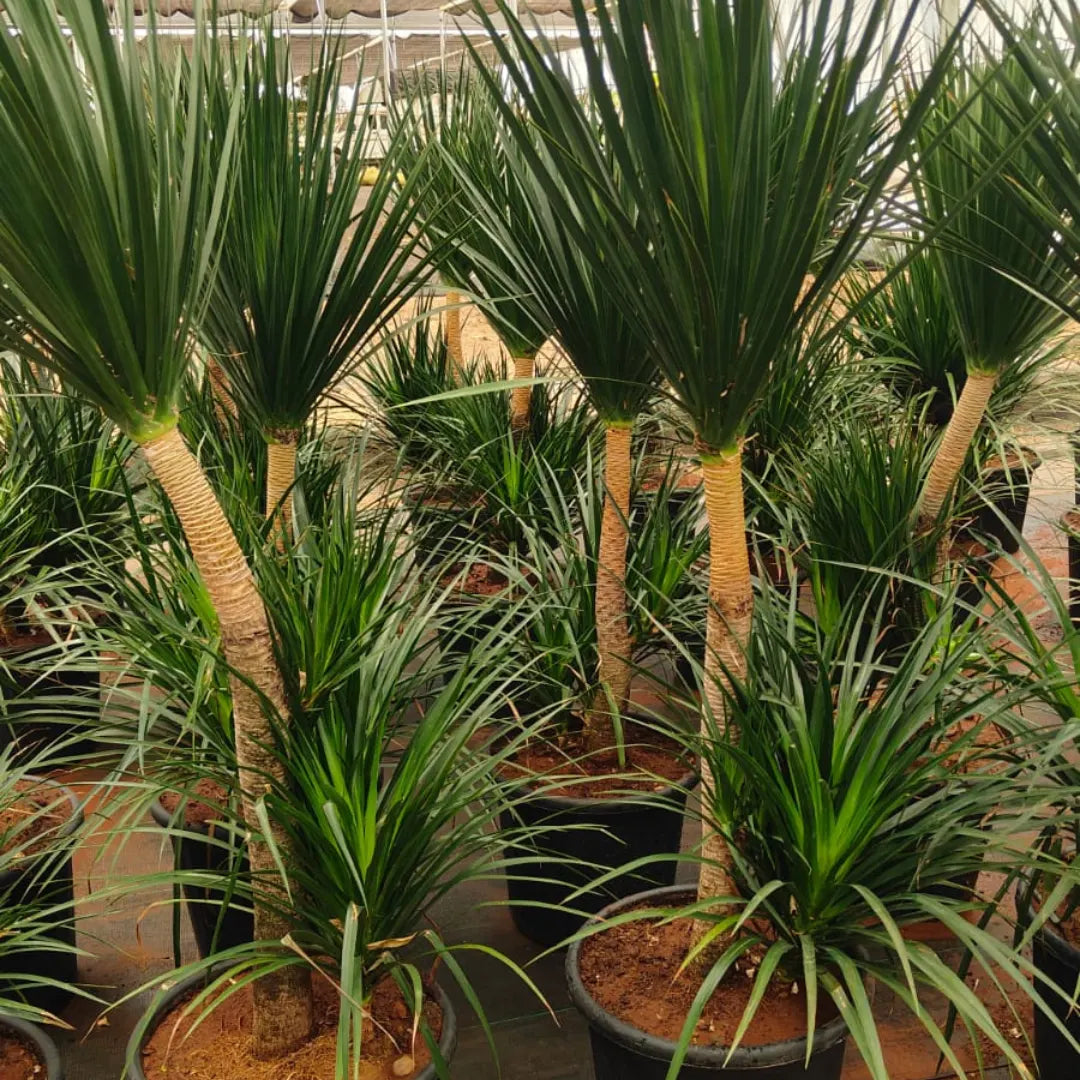 Buy Dracaena Draco Black Pearl "Single Stem" (Dragon Tree) - Plant Online at Lalitenterprise
