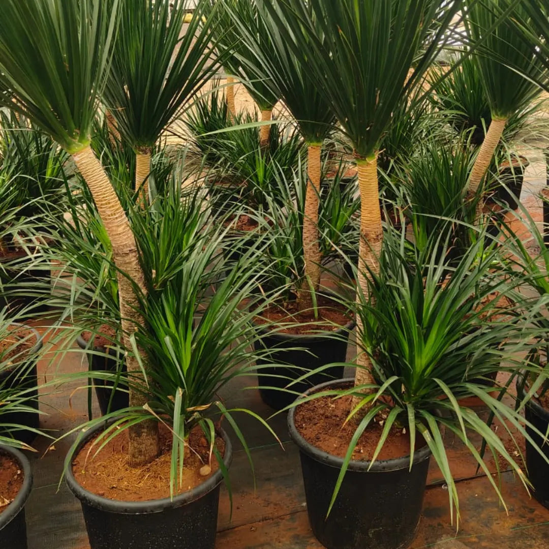 Buy Dracaena Draco Black Pearl "Single Stem" (Dragon Tree) - Plant Online at Lalitenterprise