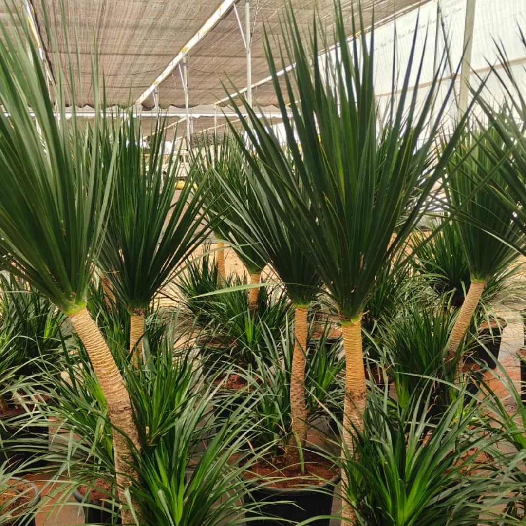 Buy Dracaena Draco Black Pearl "Single Stem" (Dragon Tree) - Plant Online at Lalitenterprise