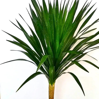 Buy Dracaena Draco Black Pearl "Single Stem" (Dragon Tree) - Plant Online at Lalitenterprise