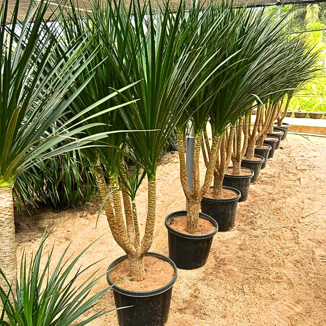 dracaena draco pflege Dracaena Draco "Multihead"