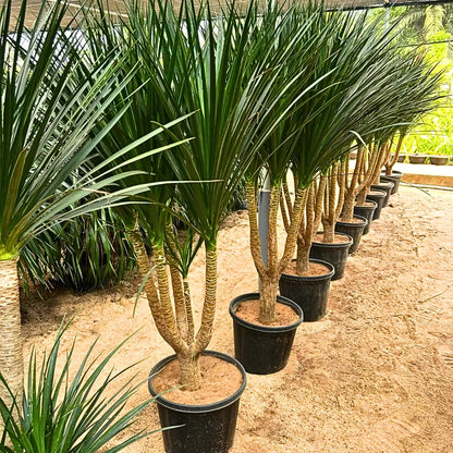 Buy Dracaena Draco "Multihead" - Plant Online at Lalitenterprise