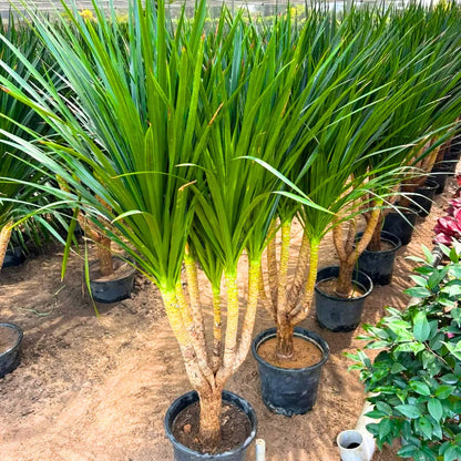 dracaena draco singapore Dracaena Draco "Multihead"