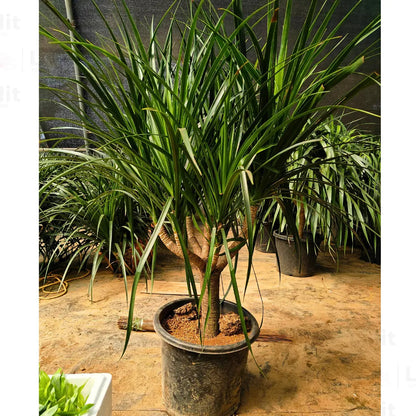 Buy Dracaena Draco "Multihead" - Plant Online at Lalitenterprise