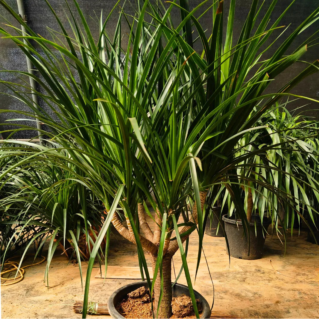 Buy Dracaena Draco "Multihead" - Plant Online at Lalitenterprise