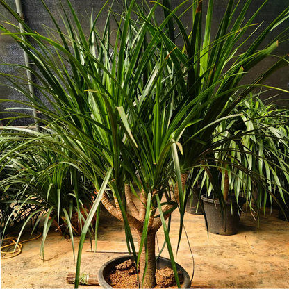 Buy Dracaena Draco "Multihead" - Plant Online at Lalitenterprise
