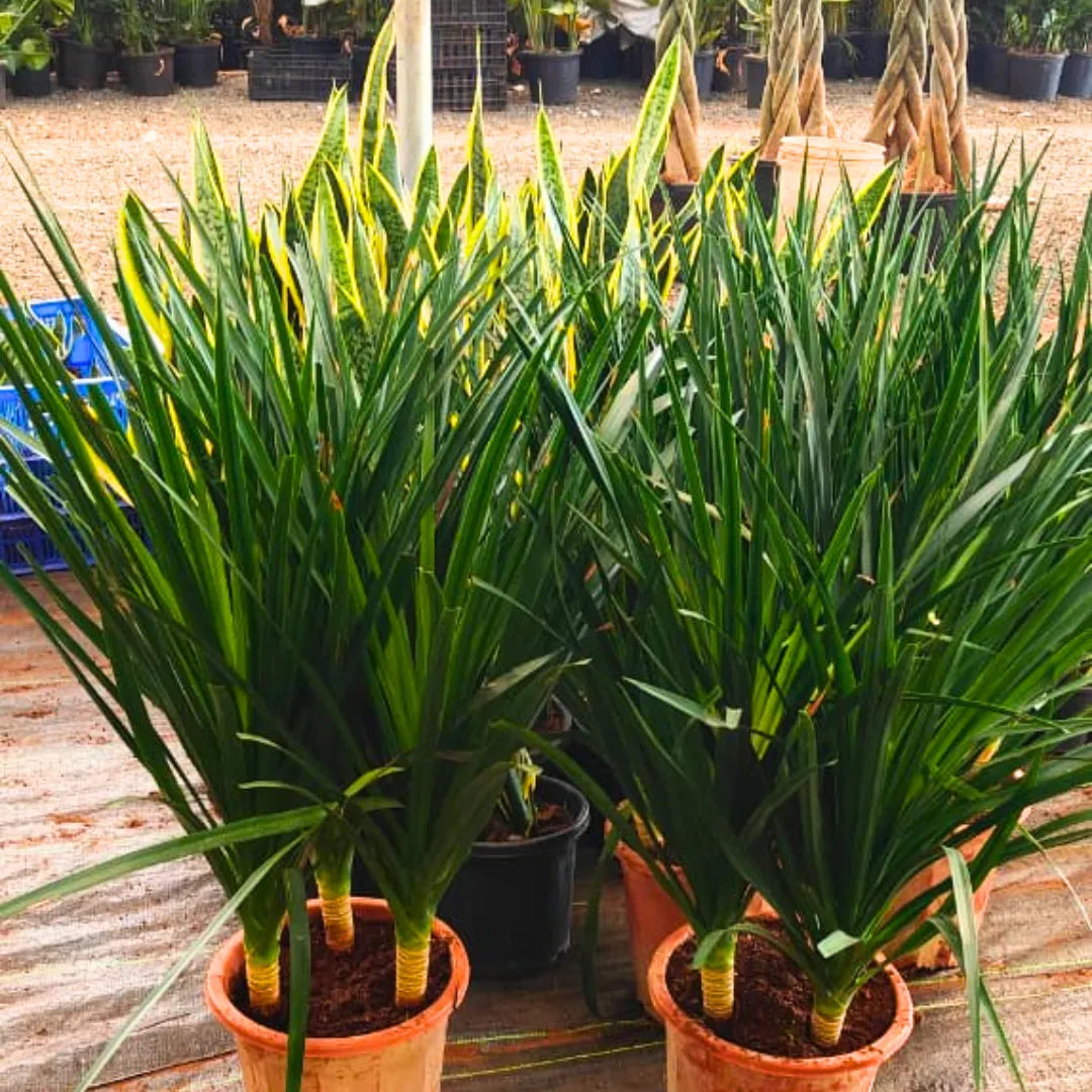 Buy Dracaena Draco "3 Shoot" - Plant Online at Lalitenterprise