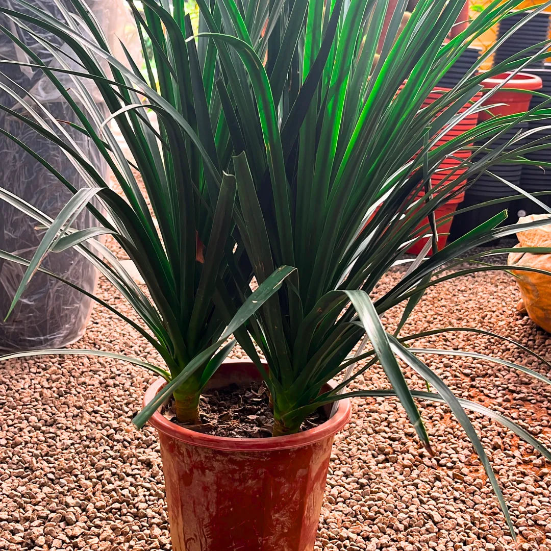 Buy Dracaena Draco "3 Shoot" - Plant Online at Lalitenterprise