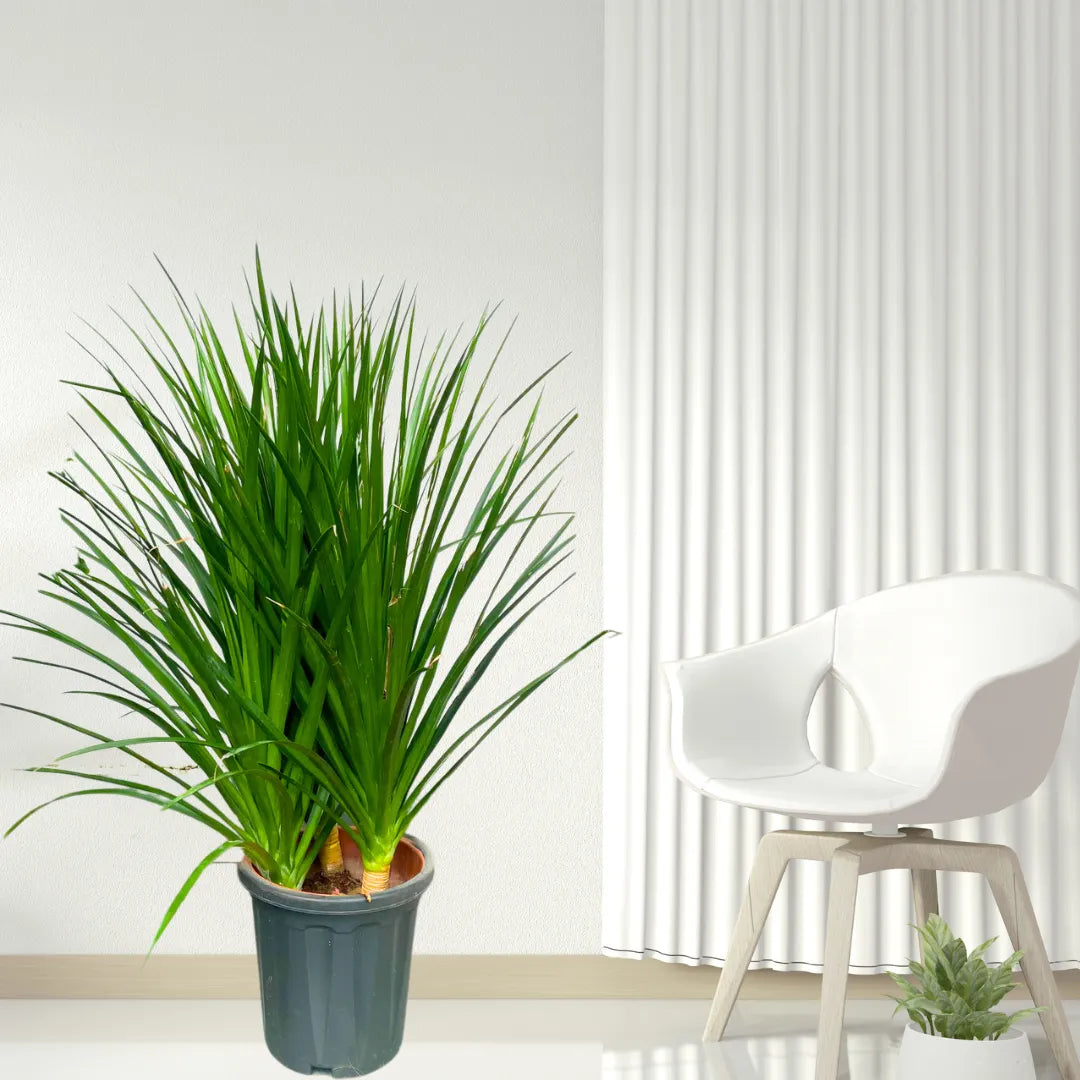 Buy Dracaena Draco "3 Shoot" - Plant Online at Lalitenterprise