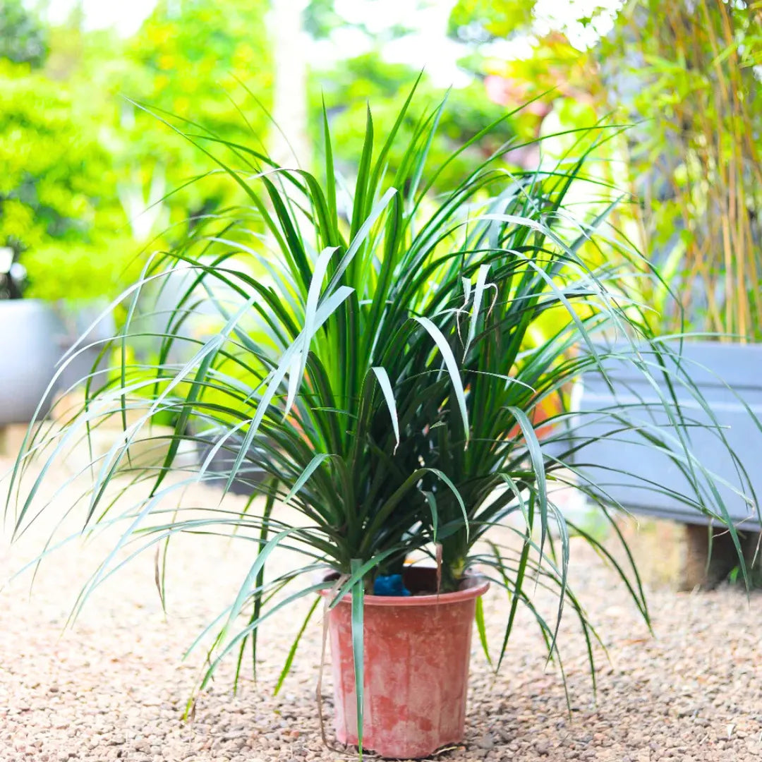 Buy Dracaena Draco "3 Shoot" - Plant Online at Lalitenterprise