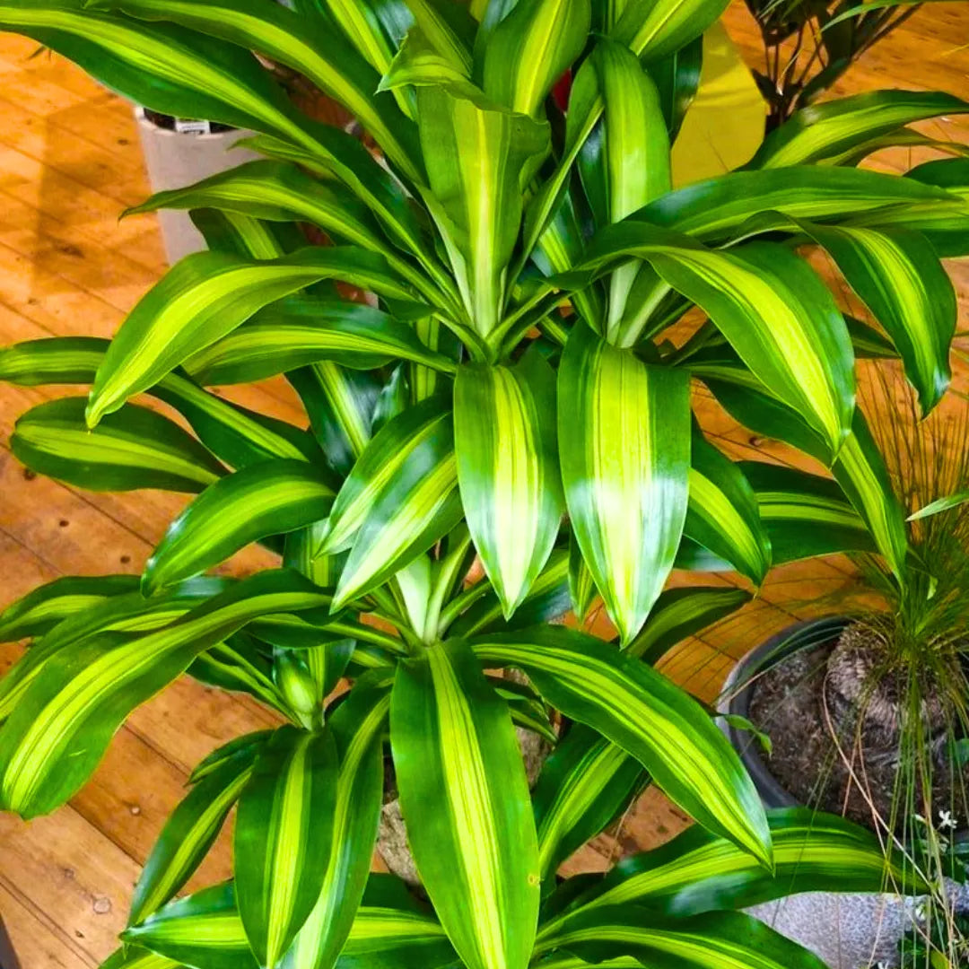 buy dracaena fragrans Dracaena Fragrans 'Massangeana'