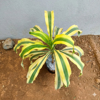 Buy Dracaena Fragrans Yellow – Plant Online at Lalitenterprise