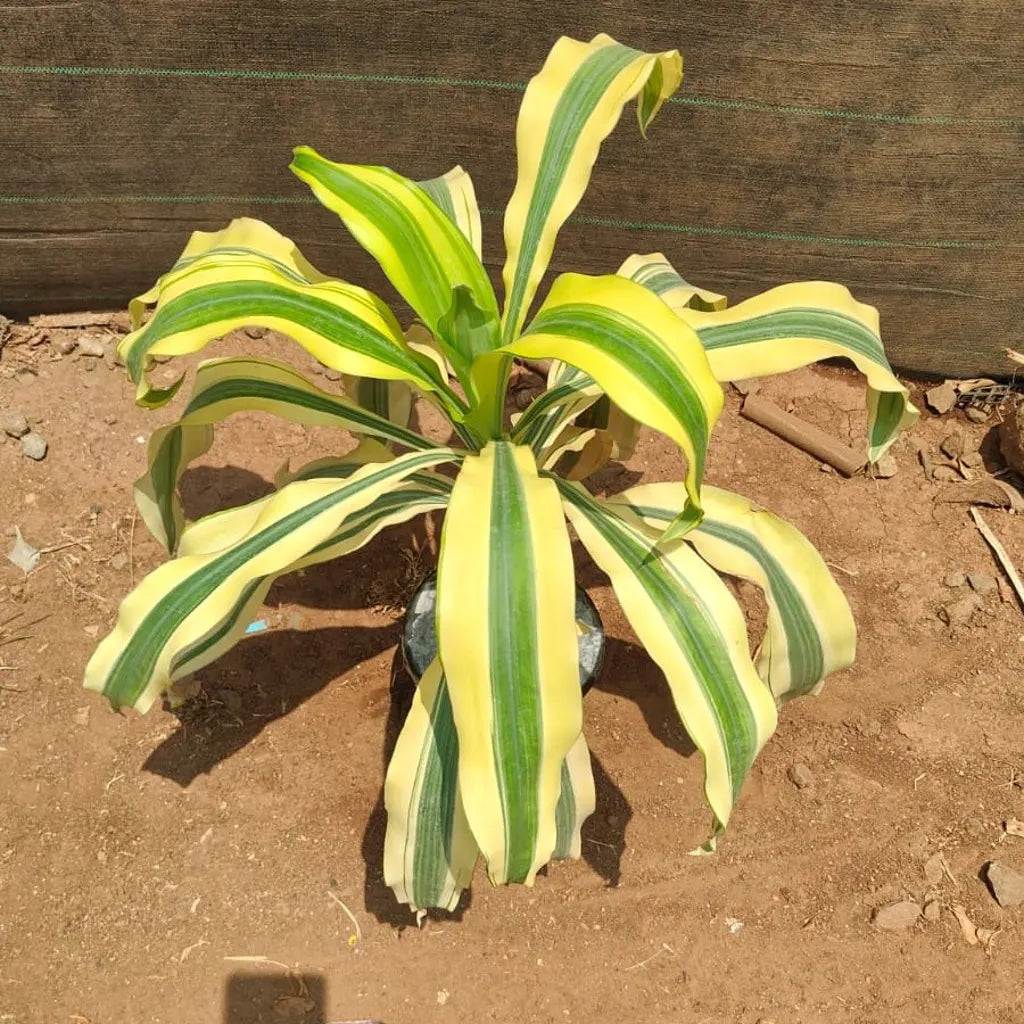 Buy Dracaena Fragrans Yellow – Plant Online at Lalitenterprise
