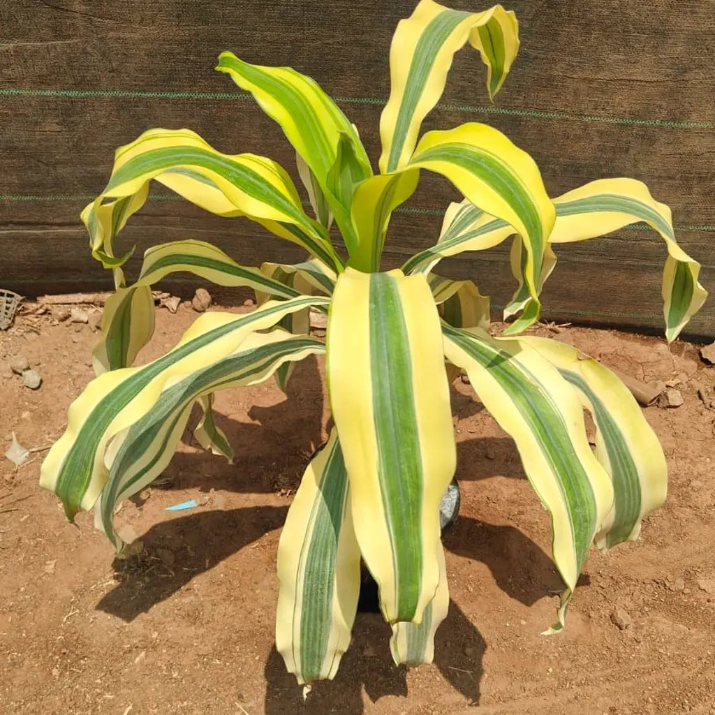 Buy Dracaena Fragrans Yellow – Plant Online at Lalitenterprise