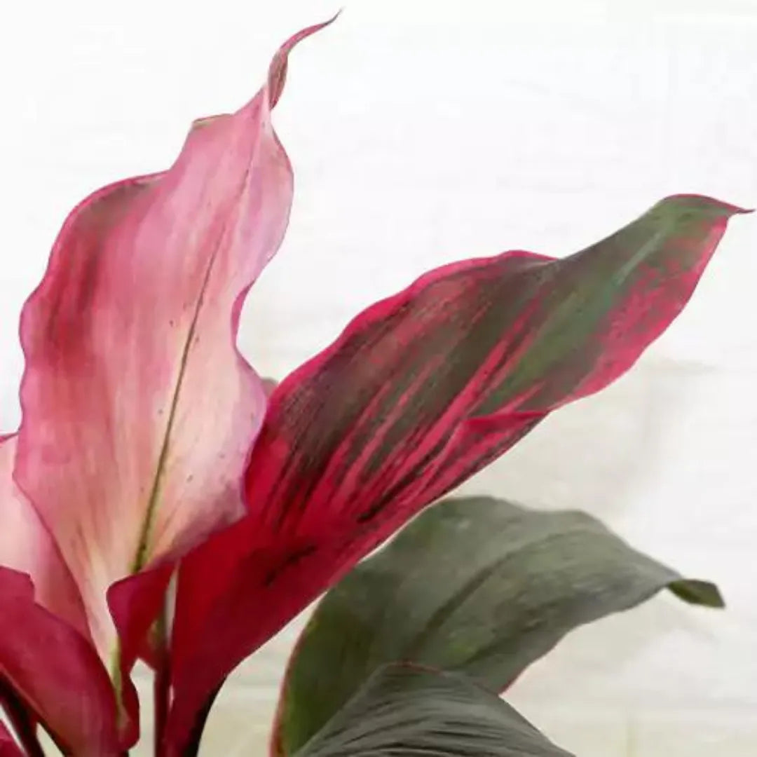 dracaena kedarnath plant Dracaena Kedarnath