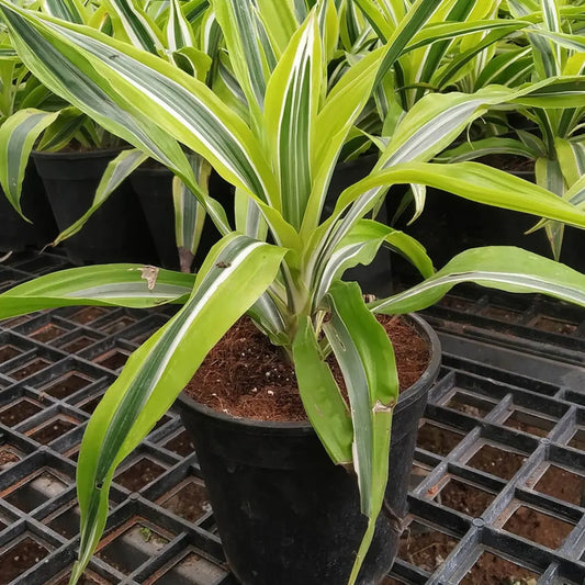 Buy Dracaena Lemon Lime "Dracaena Fragrans" - Plant Online at Lalitenterprise
