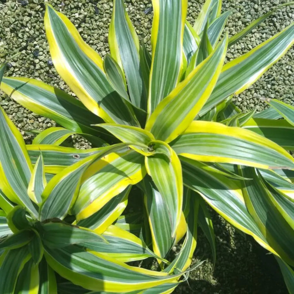 Buy Dracaena Lemon Lime "Dracaena Fragrans" - Plant Online at Lalitenterprise